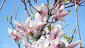 Pink blooming Magnolia tree. Close up of magnolia blossoms in the spring season. Magnolia tree in bloom. Light breeze