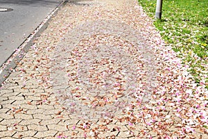 pink blooming magnolia tree flowers on the ground