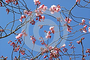 Pink blooming ornamental cherry in front of blue sky