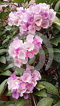 Pink blooming Pandorea