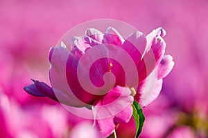 The pink blooming peony