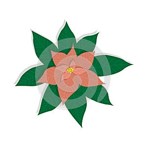 Pink blooming poinsettia. Vector illustration isolated on white background. Christmas star, traditional flower. Cartoon flat