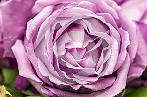 Pink blooming rose