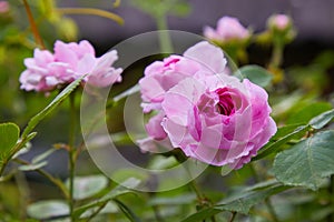 Pink  blooming rose bush outdoors