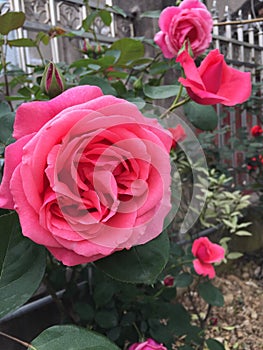 Pink Blooming Rose Flower in Yard photo