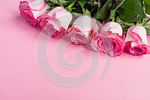 Pink blooming roses on pastel pink background. Romantic floral frame. Copy space