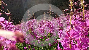 Pink blooming sally, fireweed or willow-herb, on a field among herbs