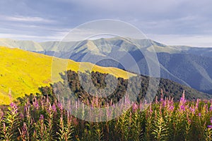 Pink blooming Sally flowers covered mountains meadow