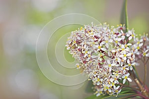 Pink blooming Skimmia flower