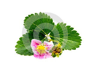 Pink blooming strawberry isolated white background