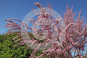 Pink blooming Tamaris