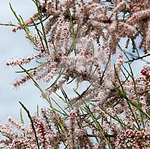 Pink blooming Tamaris