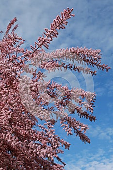 Pink blooming Tamaris