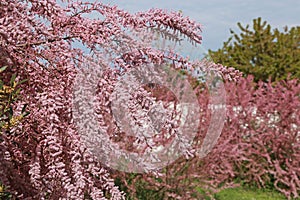 Pink blooming Tamaris