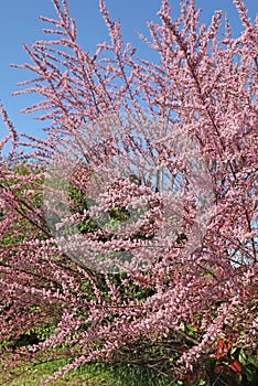 Pink blooming Tamaris