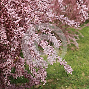 Pink blooming Tamaris
