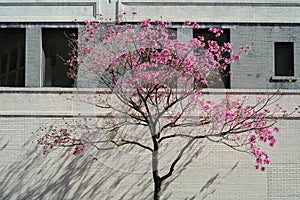 Pink Blooming Tree Against Brick Building