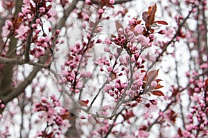 pink blooming tree branch in spring april garden