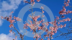 pink blooming trees in the garden in spring
