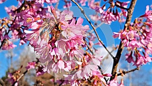 pink blooming trees in the garden in spring