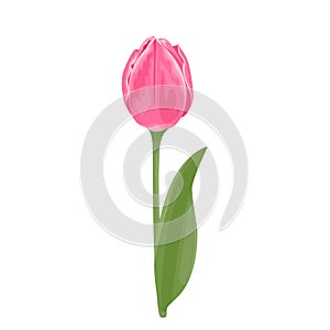 Pink blooming tulip flower with  green stem and leaf Isolated on  white background. Vector illustration