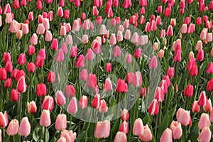 Pink blooming tulips.