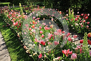 Pink blooming tulips.