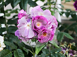 Pink Blooms