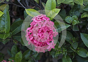 Pink blooms of pentas lanceolata