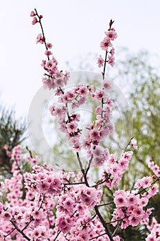 pink bloosom of cherry tree in spring season