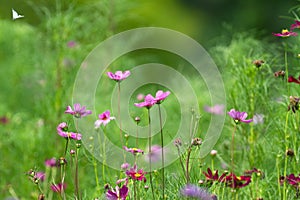 Pink bloosom flower on green background