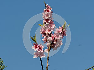 Pink bloosoms on blue sky