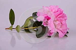 Pink blosseming azalea flowers on a branch isolated