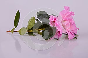 Pink blosseming azalea flowers on a branch isolated