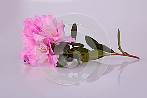 Pink blosseming azalea flowers on a branch isolated