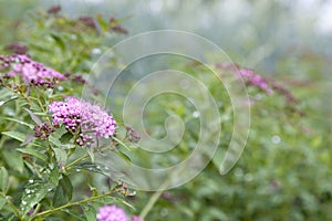 Pink blossom