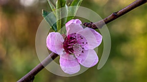 Pink blossom