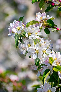 Pink blossom of apple fruit trees in springtime in farm orchards, Betuwe, Netherlands