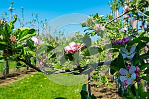 Pink blossom of apple fruit trees in springtime in farm orchards, Betuwe, Netherlands