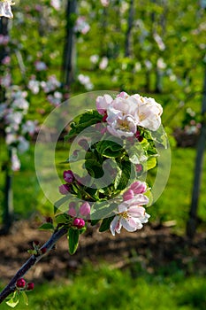 Pink blossom of apple fruit trees in springtime in farm orchards, Betuwe, Netherlands, close up