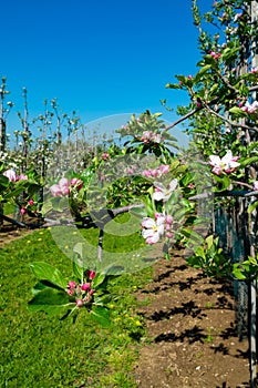 Pink blossom of apple fruit trees in springtime in farm orchards, Betuwe, Netherlands