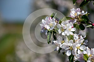 Pink blossom of apple fruit trees in springtime in farm orchards, Betuwe, Netherlands