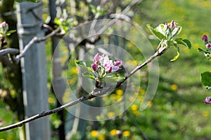 Pink blossom of apple fruit trees in springtime in farm orchards in sunny day, Betuwe, Netherlands