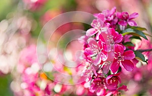 Pink blossom apple tree, close up. Nature background