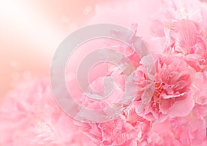 Pink blossom background, Abstract big flower, Beautiful flower