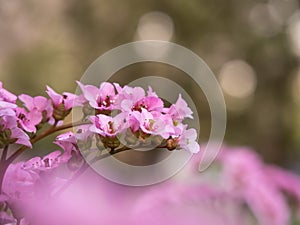 Pink blossom of Bergenia flower elephant-eared saxifrage, elephant`s ears