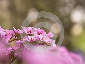 Pink blossom of Bergenia flower elephant-eared saxifrage, elephant`s ears
