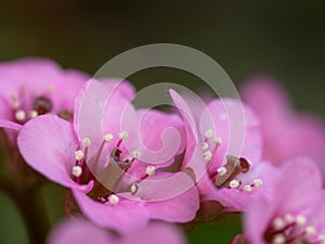 Pink blossom of Bergenia flower elephant-eared saxifrage, elephant`s ears