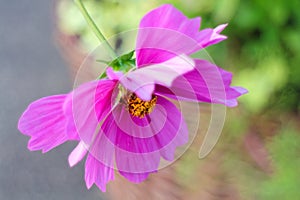 Pink Blossom of Bidens Formosa or Garden Aster