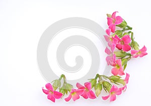 Pink blossom border